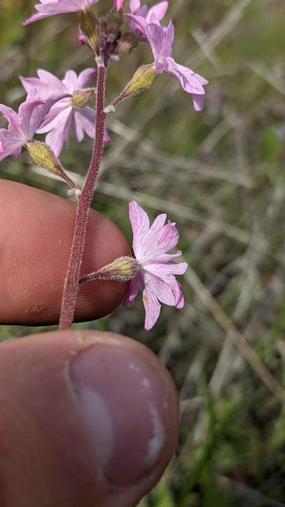 Lithophragma trifoliatum, photographed by Trevor Van Loon