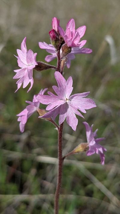 Lithophragma trifoliatum, photographed by Trevor Van Loon