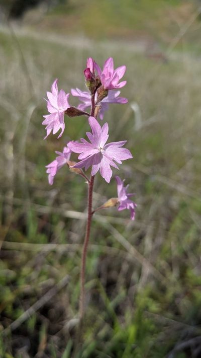 Lithophragma trifoliatum, photographed by Trevor Van Loon