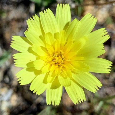 Calycoseris parryi