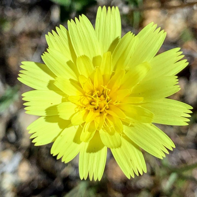 Calycoseris parryi, photographed by James Fowler