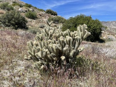 Cylindropuntia ganderi, photographed by Henrik Kibak