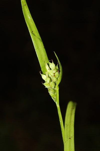 Carex crebriflora, photographed by Scott Ward