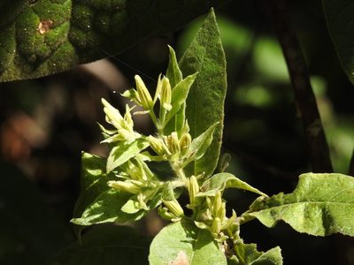 Trixis anomala, photographed by Neptalí Ramírez Marcial