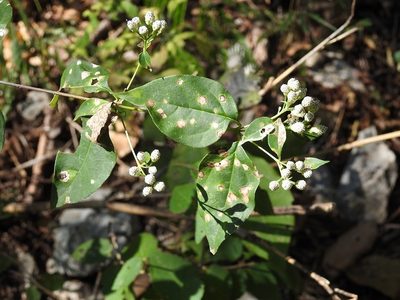 Salmea scandens, photographed by Neptalí Ramírez Marcial