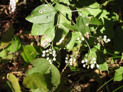 Salmea scandens, photographed by Neptalí Ramírez Marcial