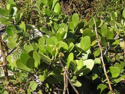 Clusia tetra-trianthera, photographed by Neptalí Ramírez Marcial