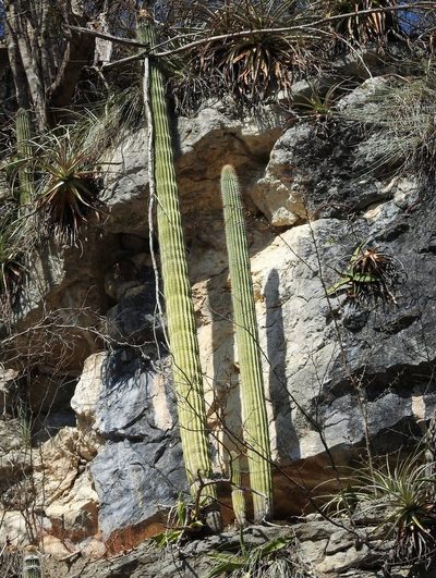 Cephalocereus apicicephalium, photographed by Matteo Cassella