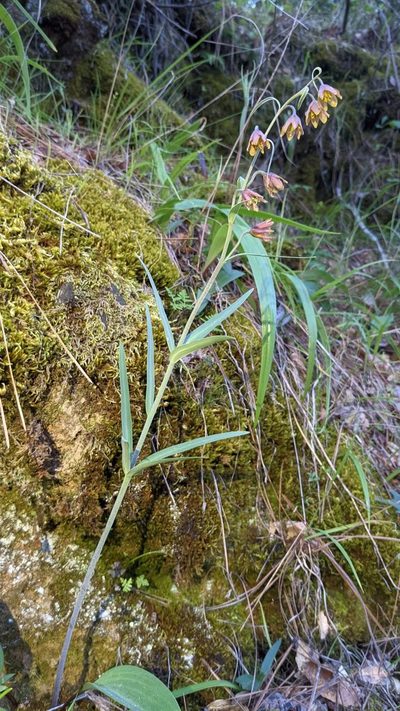 Fritillaria eastwoodiae, photographed by Trevor Van Loon