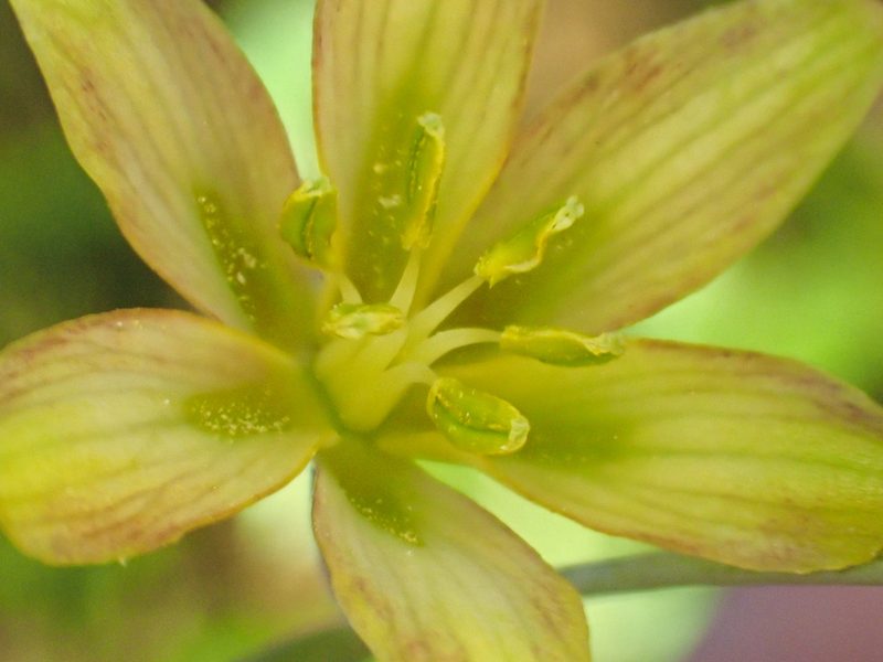 Fritillaria eastwoodiae, photographed by Trevor Van Loon