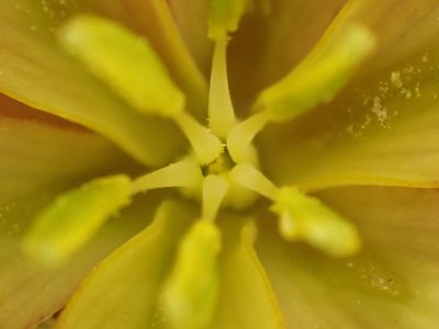 Fritillaria eastwoodiae, photographed by Trevor Van Loon