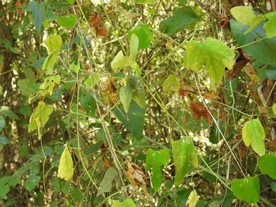 Schizocarpum longisepalum, photographed by Neptalí Ramírez Marcial