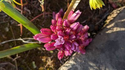 Allium cratericola, photographed by Trevor Van Loon