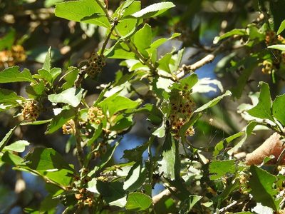 Xylosma intermedia, photographed by Neptalí Ramírez Marcial