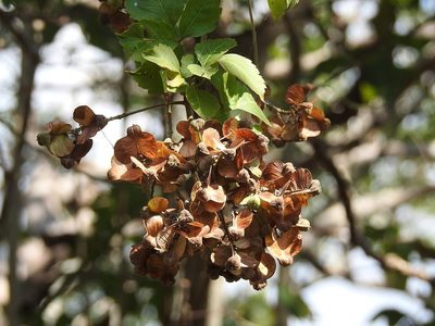 Serjania triquetra, photographed by Neptalí Ramírez Marcial