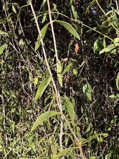 Struthanthus palmeri, photographed by Sue Carnahan