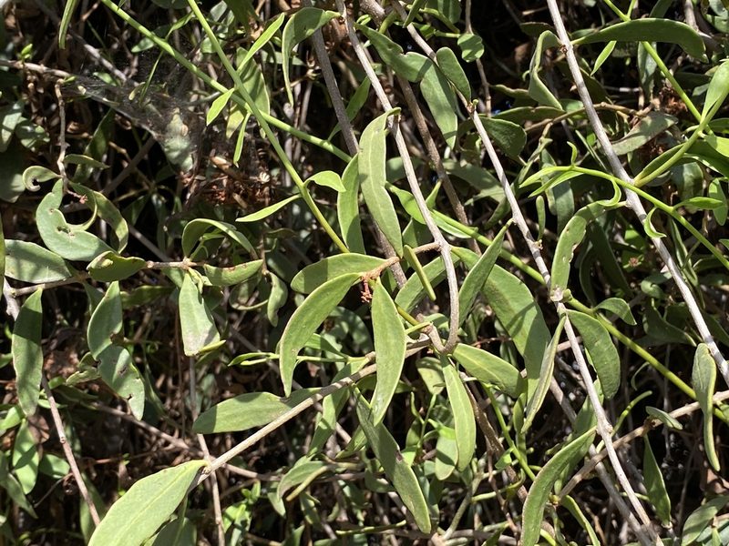 Struthanthus palmeri, photographed by Sue Carnahan