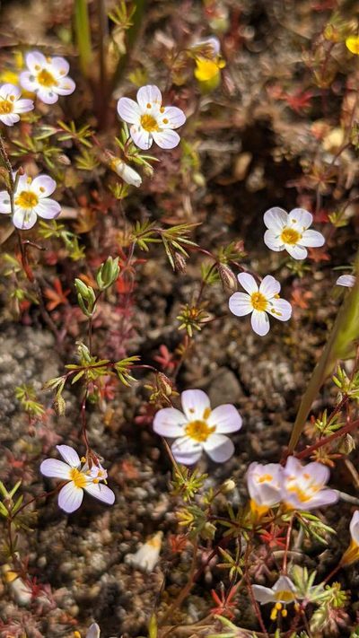 Leptosiphon filipes, photographed by Trevor Van Loon
