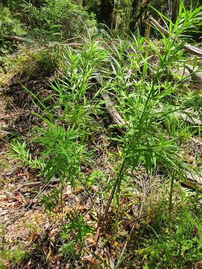 Glischrocaryon racemosum, photographed by Em Lamond