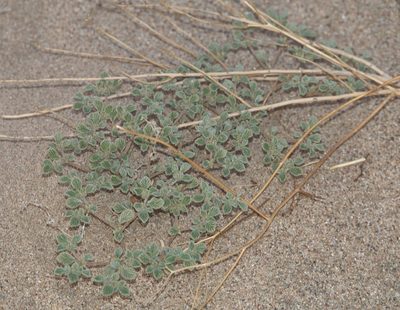 Tiquilia plicata, photographed by Robert Webster