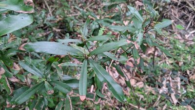 Litsea hypophaea, photographed by Cheng-Te Hsu