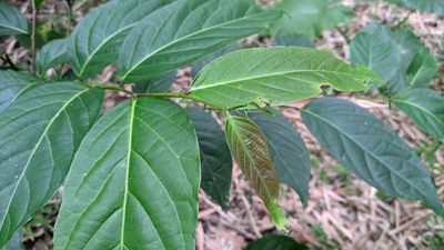 Glochidion zeylanicum, photographed by Cheng-Te Hsu