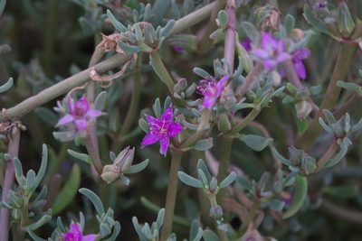 Sesuvium verrucosum, photographed by Robert Webster