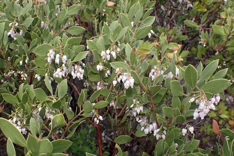 Arctostaphylos hispidula, photographed by Madeleine Claire