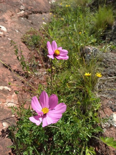 Cosmos peucedanifolius, photographed by Carla Florencia Rodríguez