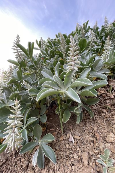 Lupinus sericatus, photographed by Madeleine Claire