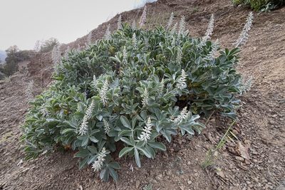Lupinus sericatus, photographed by Madeleine Claire