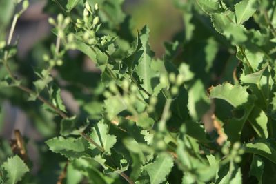 Acourtia wrightii, photographed by Robert Webster