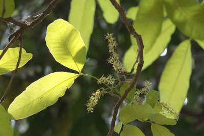 Schleichera oleosa, photographed by Dinesh Valke