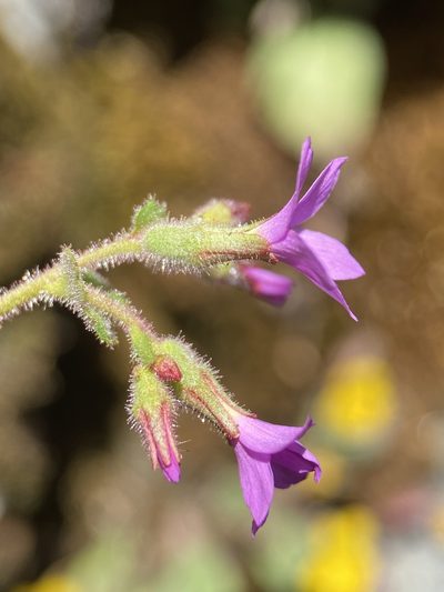 Suksdorfia violacea, photographed by Matt Berger