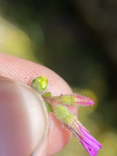 Suksdorfia violacea, photographed by Matt Berger