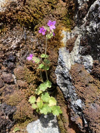Suksdorfia violacea, photographed by Matt Berger