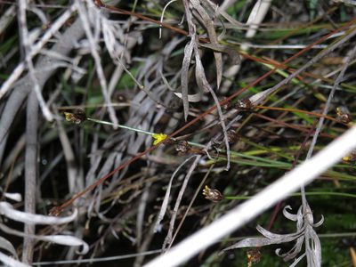 Xyris capensis, photographed by Jeremy Gilmore