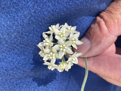 Funastrum hirtellum, photographed by Jim Riley