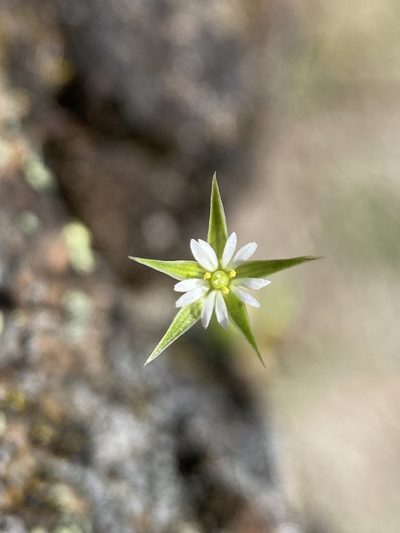 Stellaria nitens, photographed by Matt Berger
