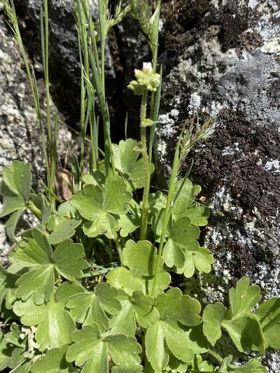 Suksdorfia ranunculifolia, photographed by Matt Berger