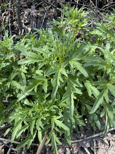 Phacelia procera, photographed by Matt Berger