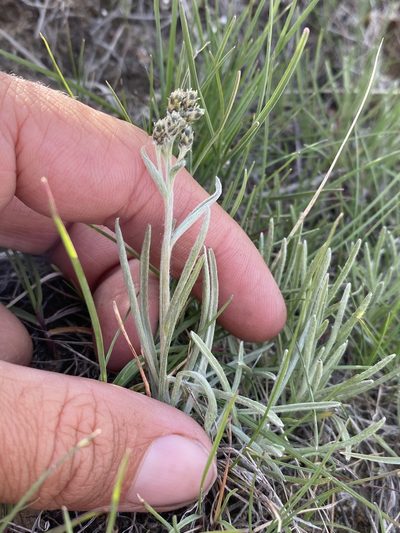 Antennaria stenophylla, photographed by Matt Berger