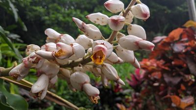 Alpinia uraiensis, photographed by Cheng-Te Hsu