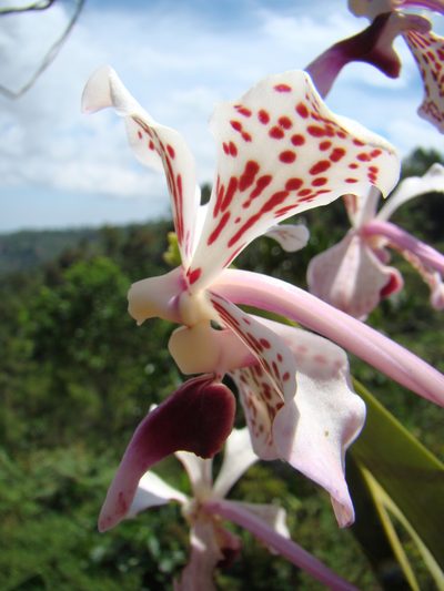 Vanda suavis, photographed by Jean-Paul Boerekamps