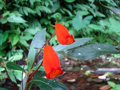Seemannia sylvatica, photographed by Jean-Paul Boerekamps