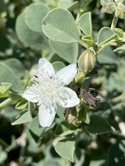 Tribulocarpus dimorphanthus, photographed by Dave U