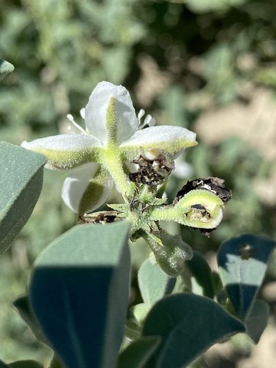 Tribulocarpus dimorphanthus, photographed by Dave U