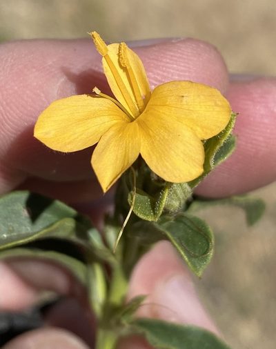 Barleria senensis, photographed by Dave U
