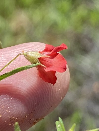 Hermannia modesta, photographed by Dave U