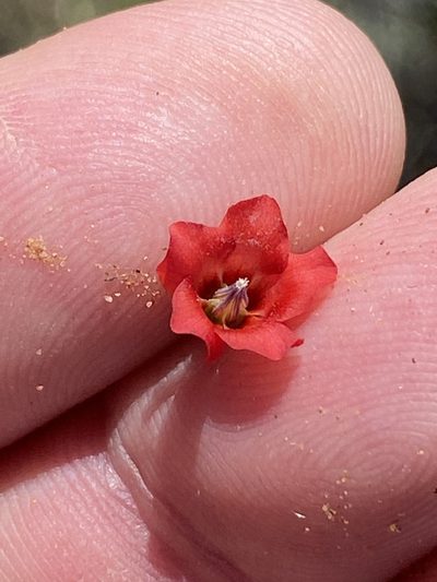 Hermannia modesta, photographed by Dave U
